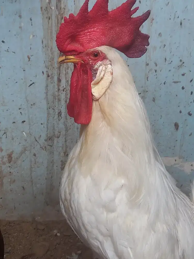 Ayam jago WHITE LEGHORN