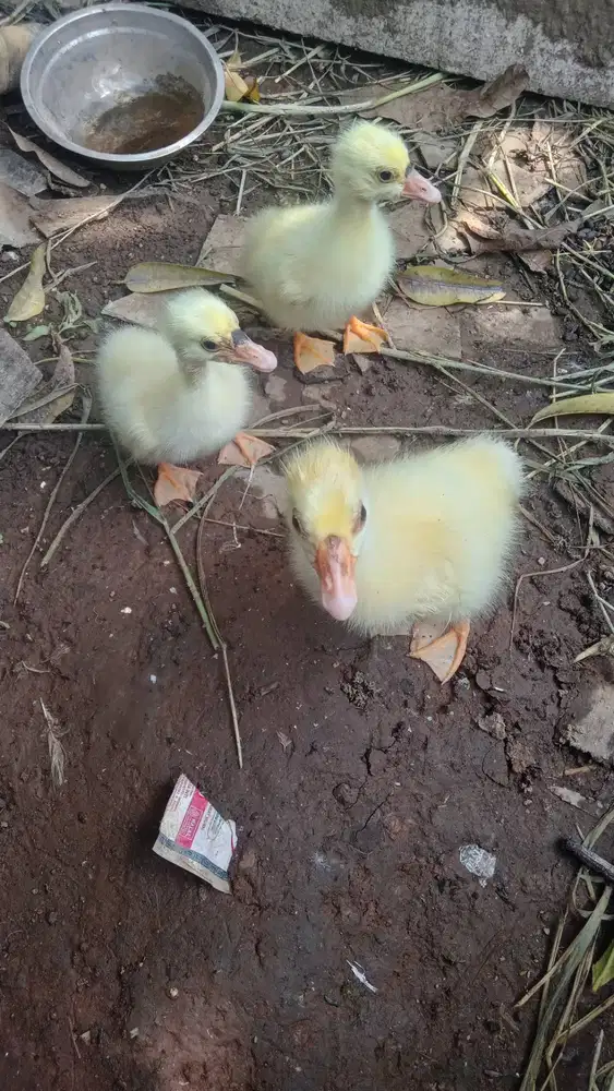 Anak soang/angsa lucu ijut