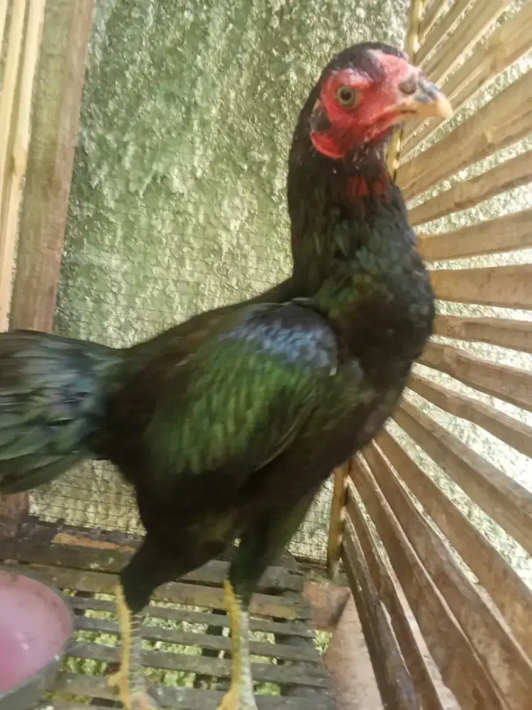 Dua ekor ayam Bangkok sehat