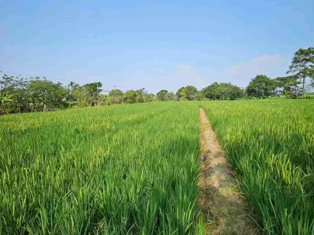 Tanah SAWAH HAMPARAN LUAS TTL 1,7 HA LEBIH DIKIT Subang jawa barat