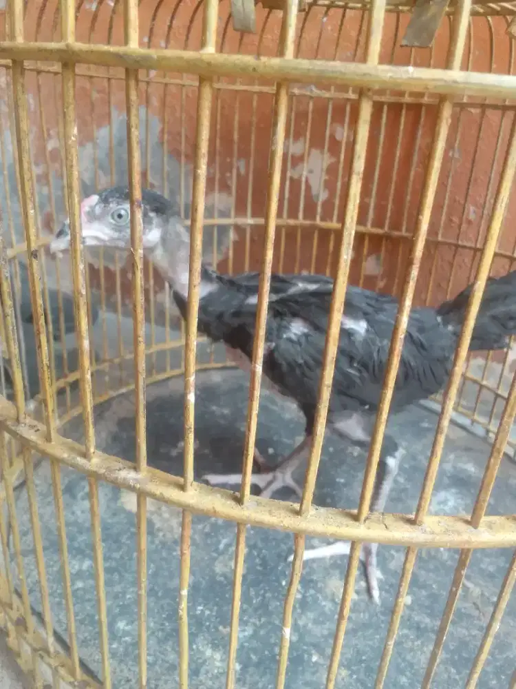 Anak ayam Bangkok jantan