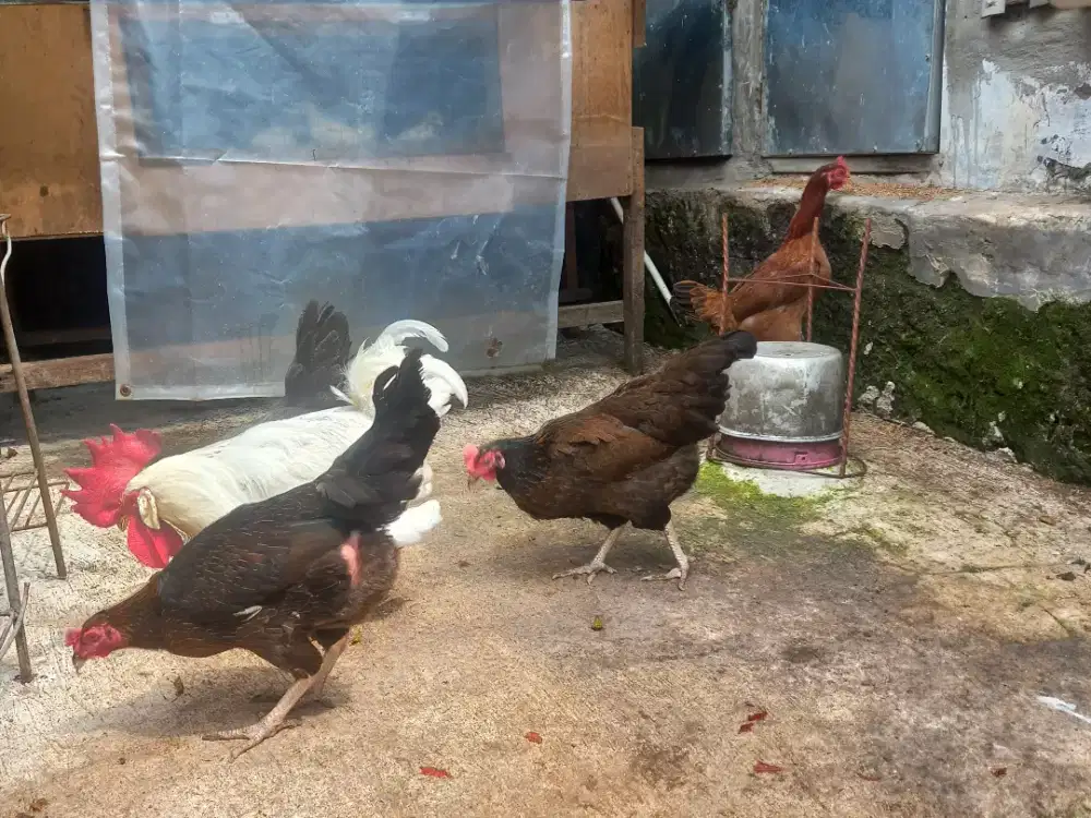 Ayam kampung KUB dan WHITE LEGHORN