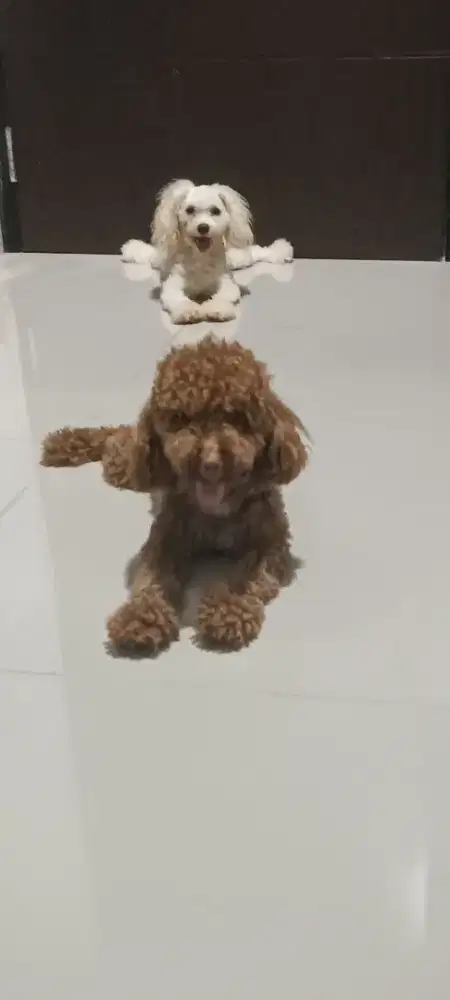 Miniatur poodle betina