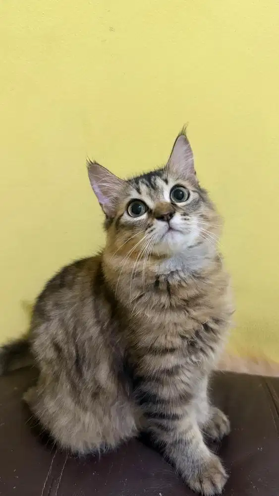 KUCING MAUNECOON MIX PERSIA (WAJIB BACA DESKRIPSI !!! )