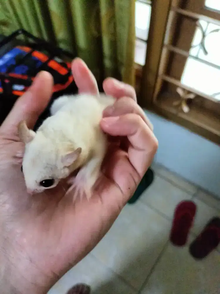 Sugar glider leucistic Joey jantan