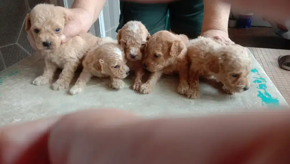 Poodle jantan dan betina