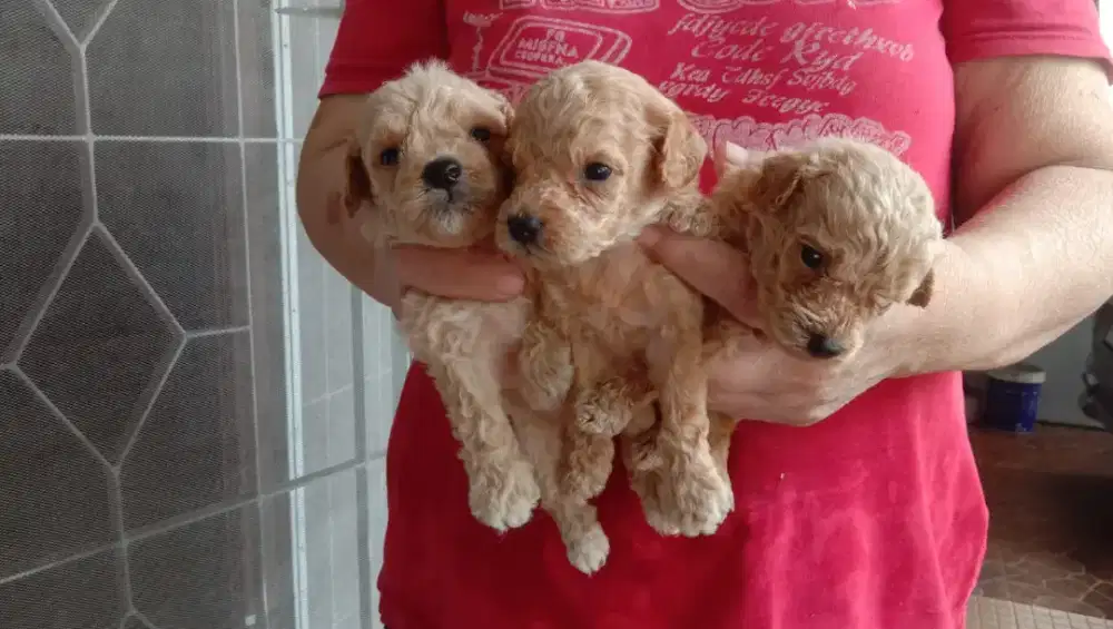 Poodle apricot 3 betina 3 jantan