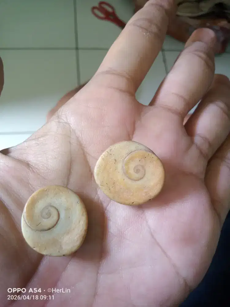 Batu Kol Buntet Sepasang Big