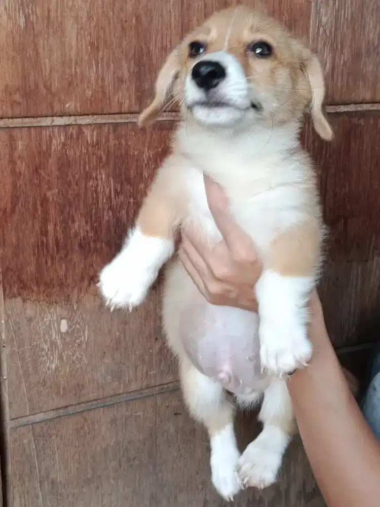 Jual anakan corgi