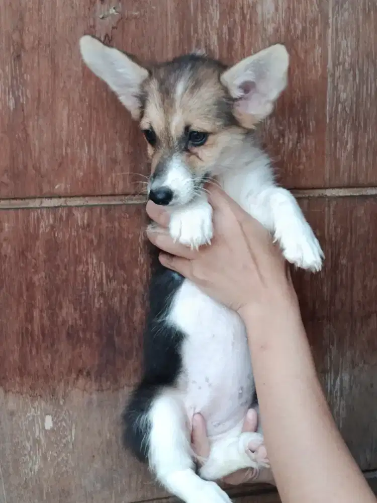 Jual anakan corgi