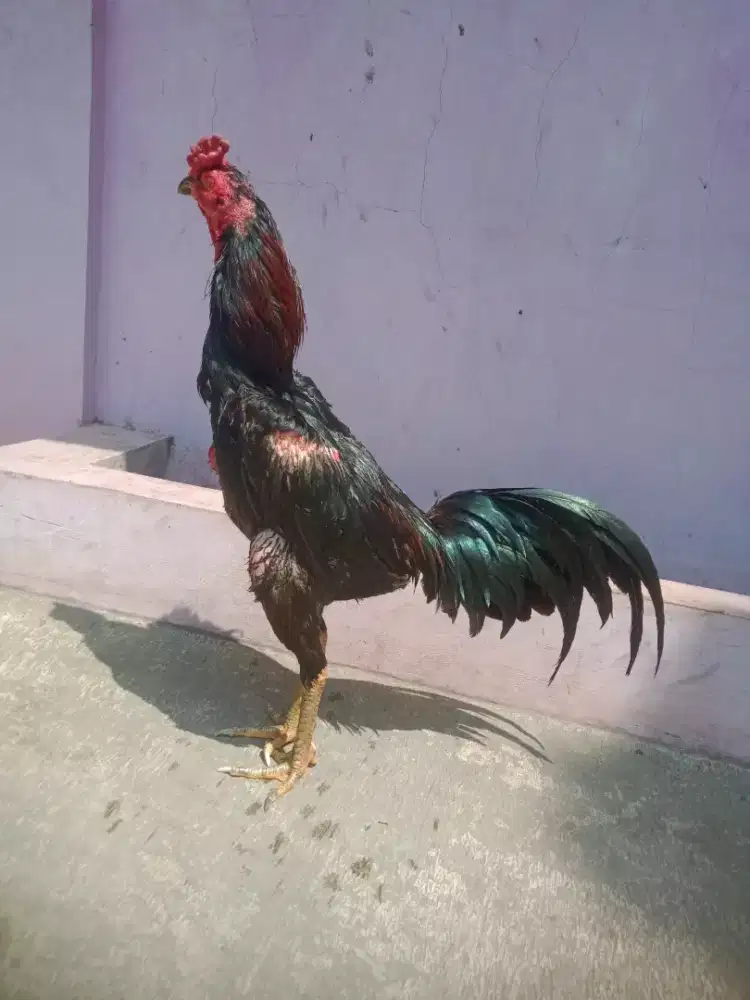 Ayam magonbmurah win 1 x jos