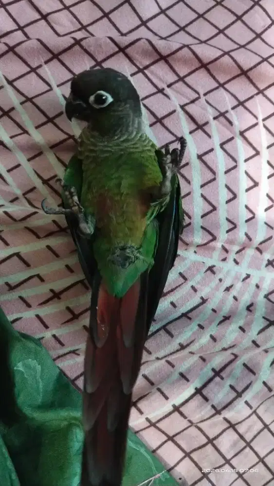 Greencheckconure conure sun conure