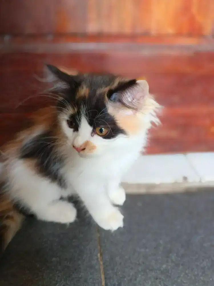 Jual anak kucing Kitten Betina usia ± 3 bulanan