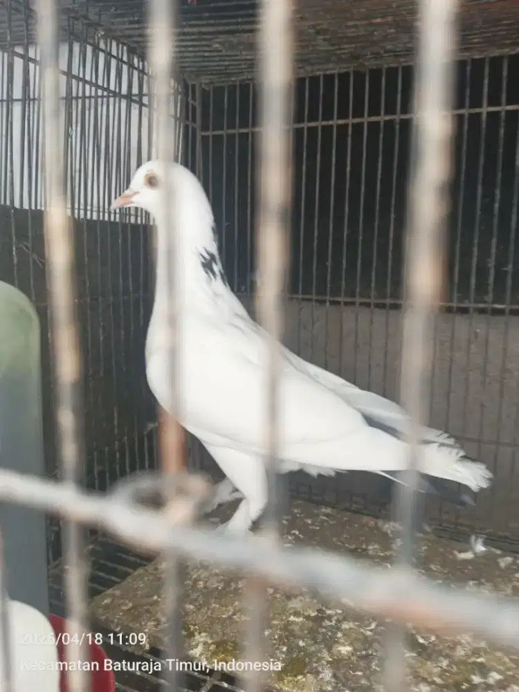 Merpati/dara jembros