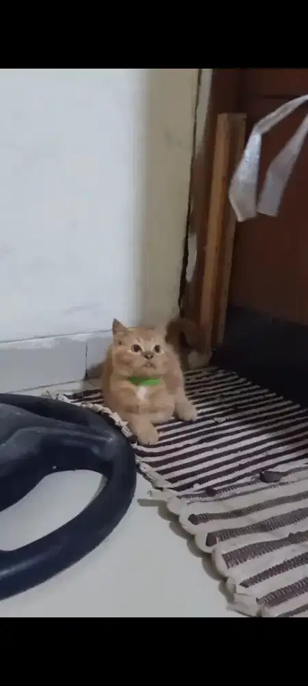 Kitten British short hair BSH