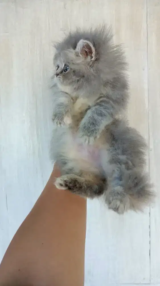 Betina longhair Sehat