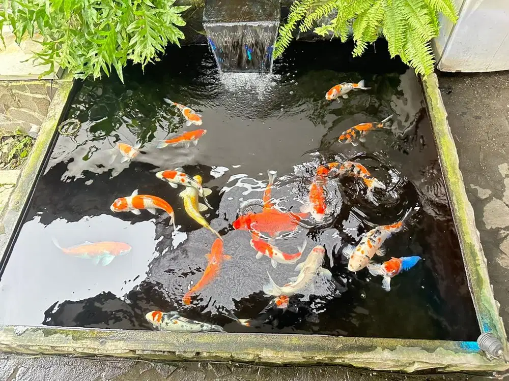 Borongan Koi, Pindah Rumah