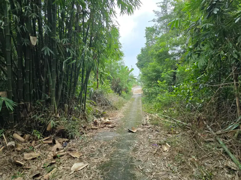 Jual Cepat Tanah 482m² SHM (2 Sertifikat) – Mranggen Sukoharjo