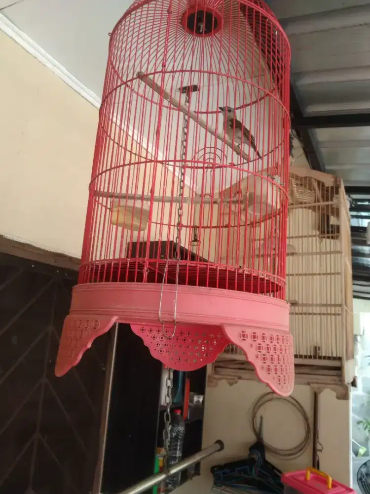 Jual Burung Kancilan Bakau