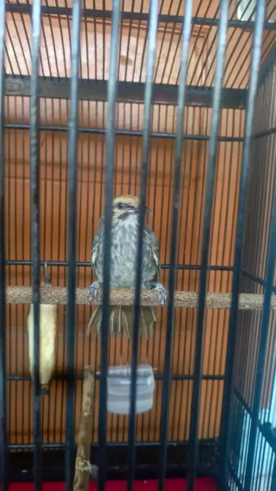 Cucak Rowo Muda Ternakan