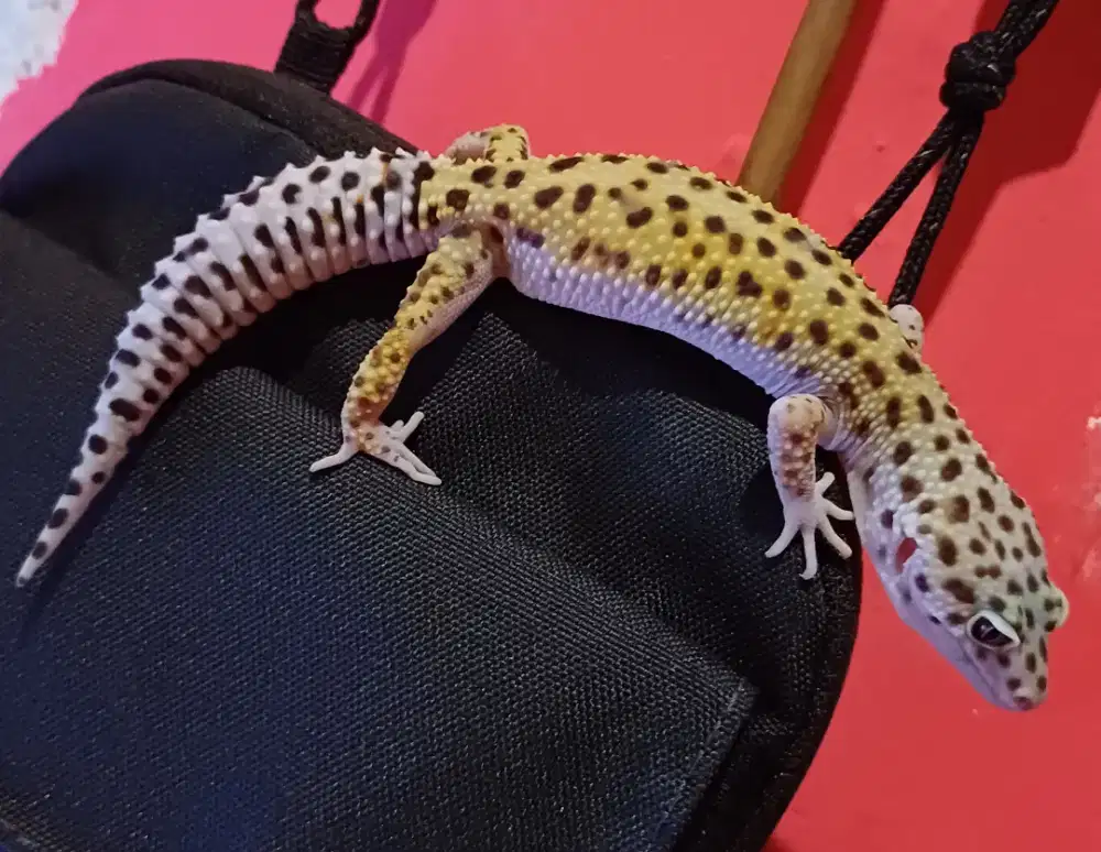 Gecko sunglow & junglehet