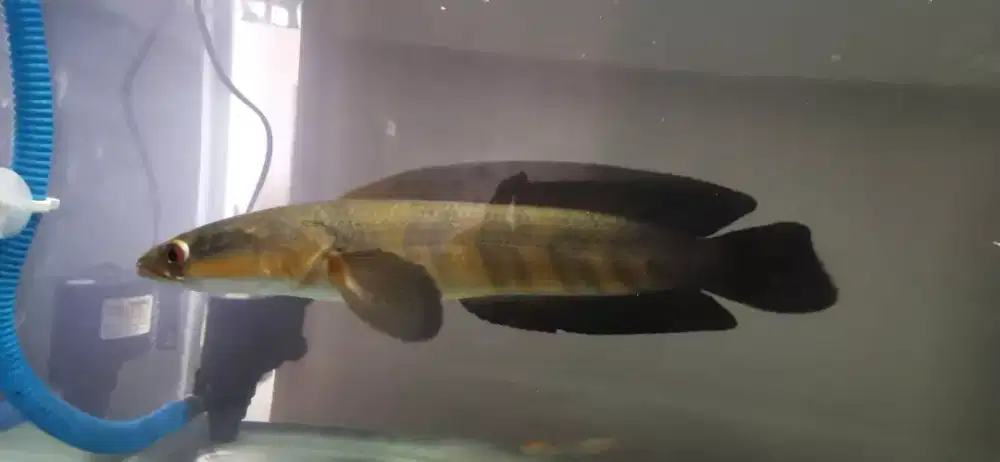 Channa Maru Suratthani 