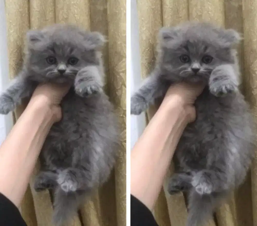 Kucing kitten Bluesolid BSH X BLH male lucu