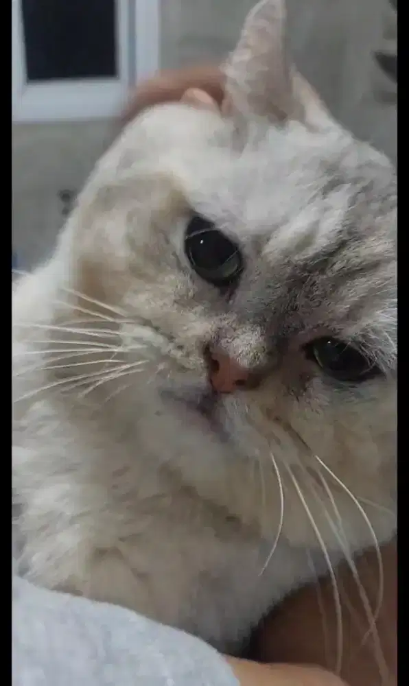 Bsh jantan indukan super