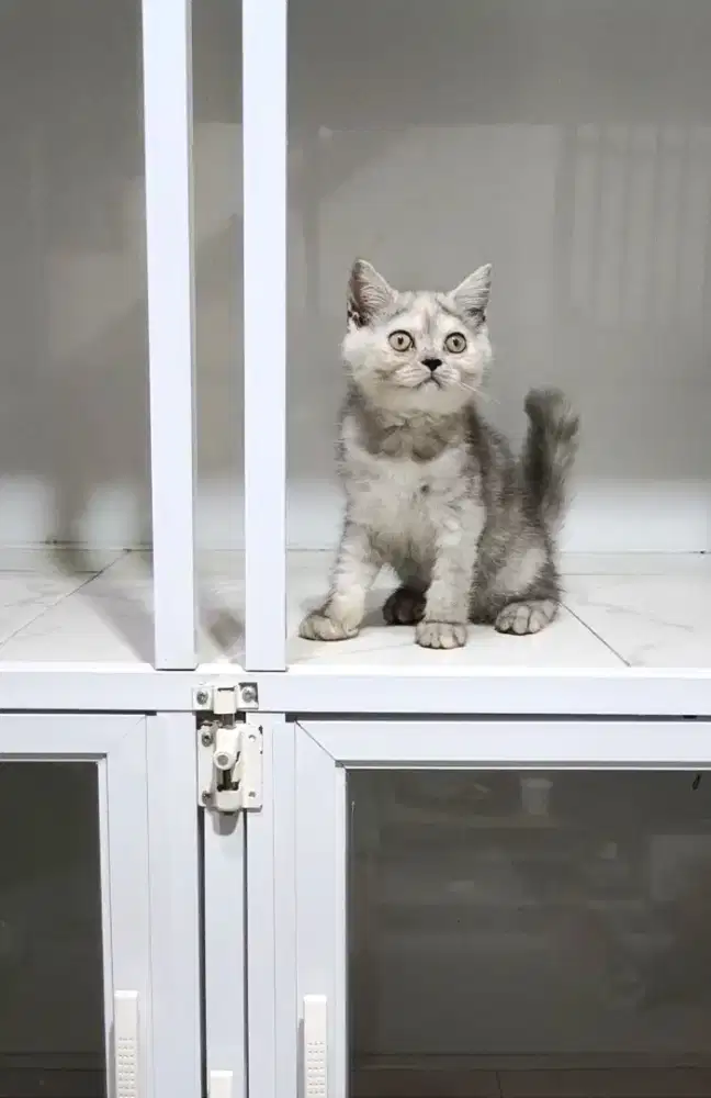 Kitten bsh silver murah