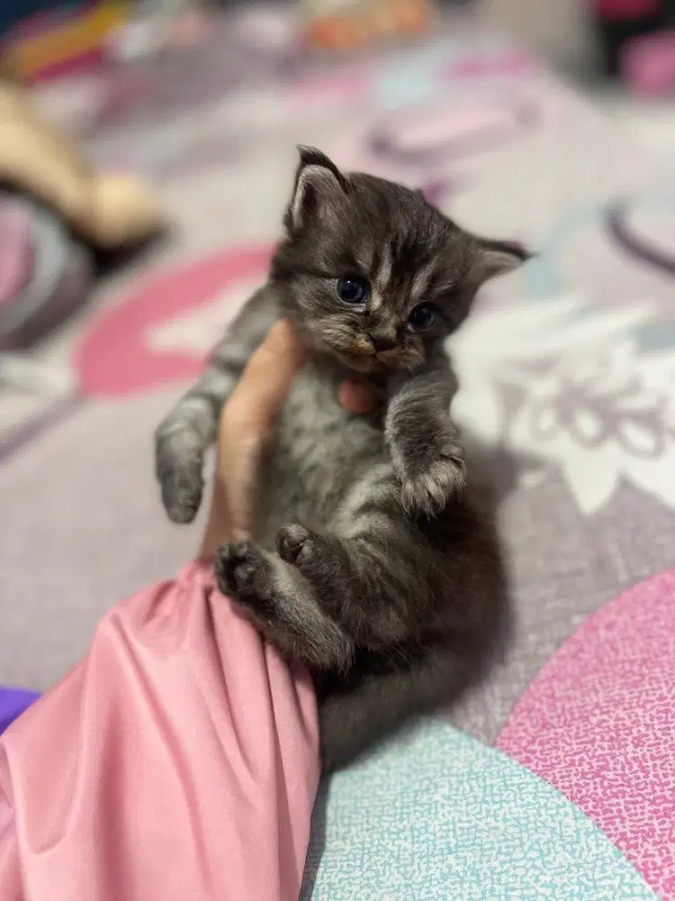 DIJUAL ANAK PERSIA 1,5 BULAN