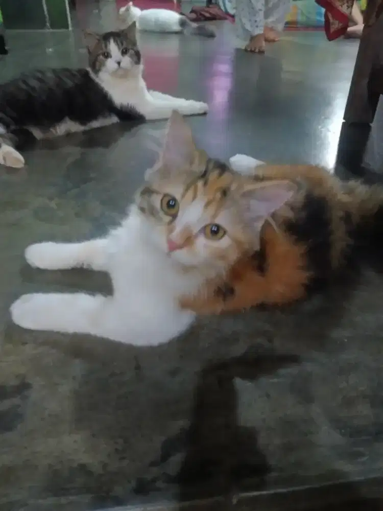 Anak kucing anggora
