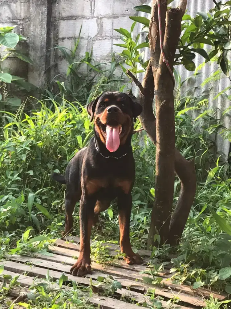 Rotweiler jantan
