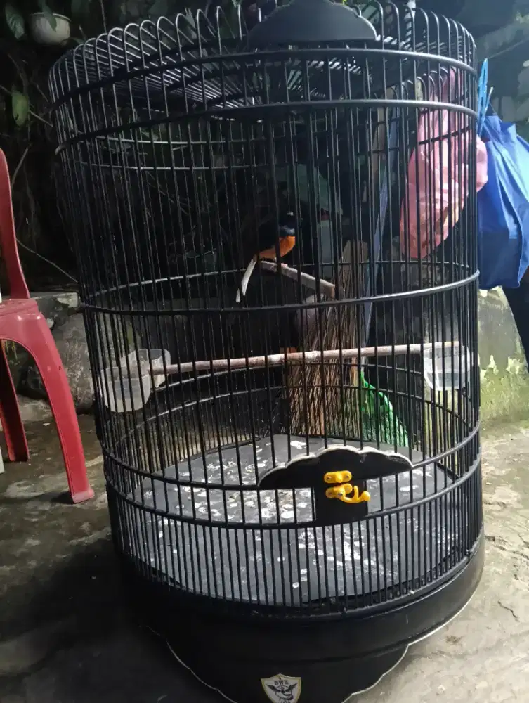 murai mapan body kecil ekor pendek