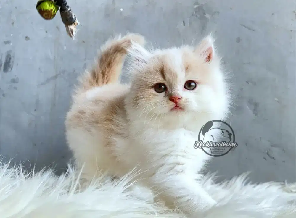 Kucing persia jantan