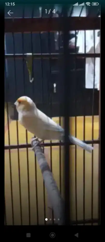 Jual burung kenari AF