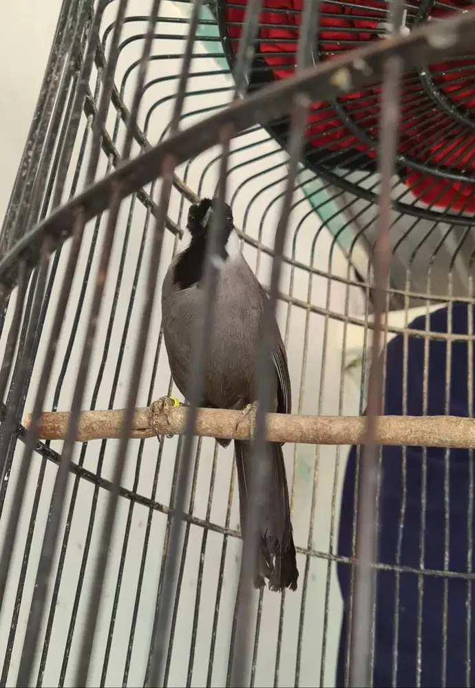 Poksay Hongkong Pipih Putih