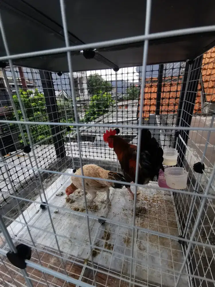 Ayam kampung muda