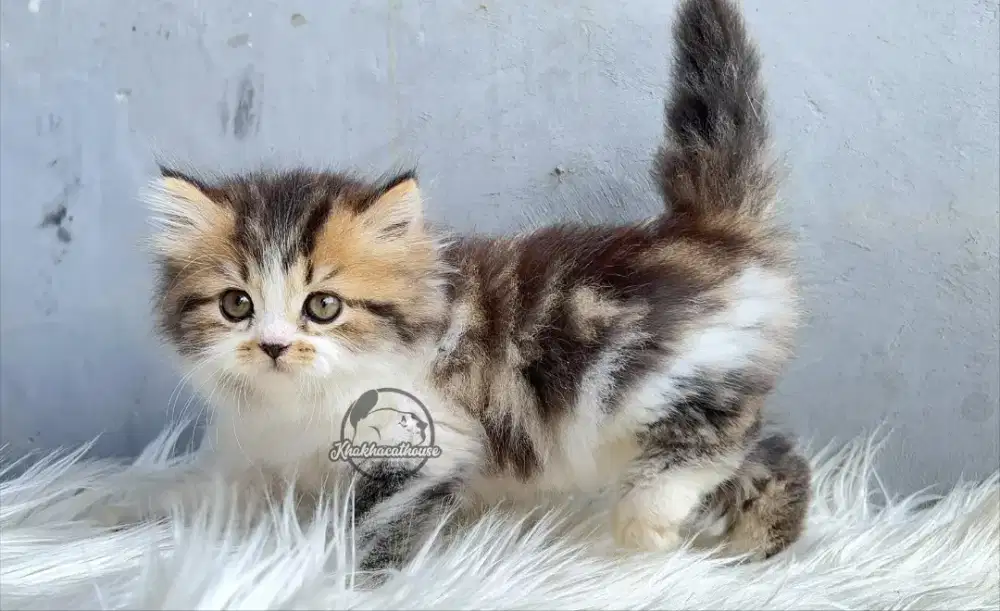 Kucing persia betina