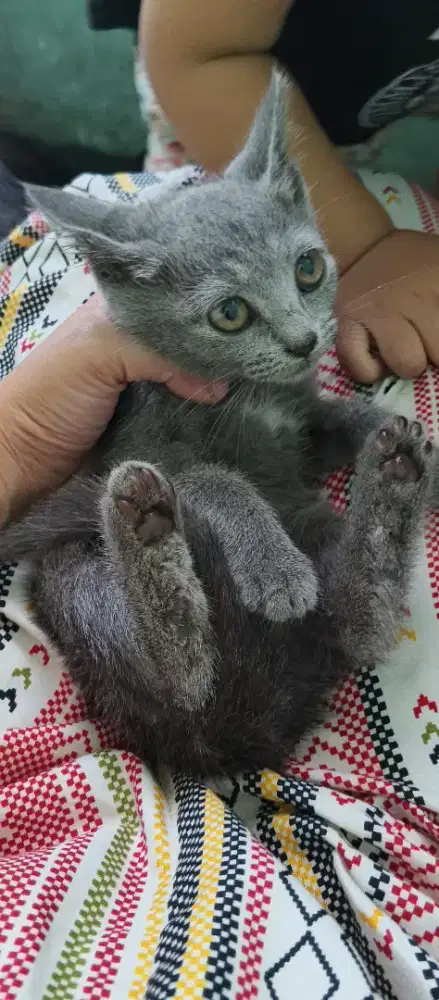 Anakan kucing abu abu