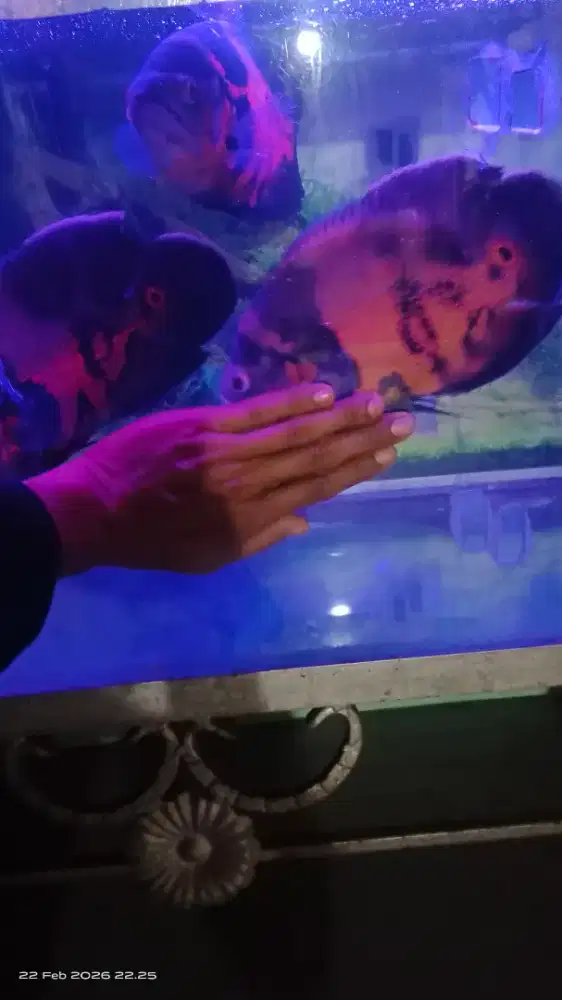 Ikan hias Oscar tiger dan Oscar paris