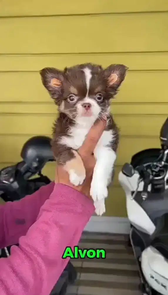 Chihuahua longhair jantan •ALVON•