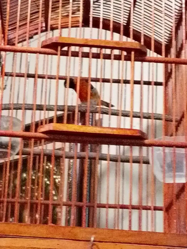 Red siskin klasik gacoran