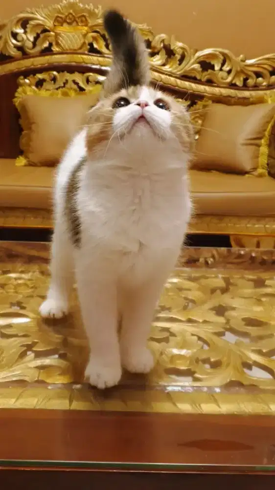 Kucing Scottish triple fold betina cantik