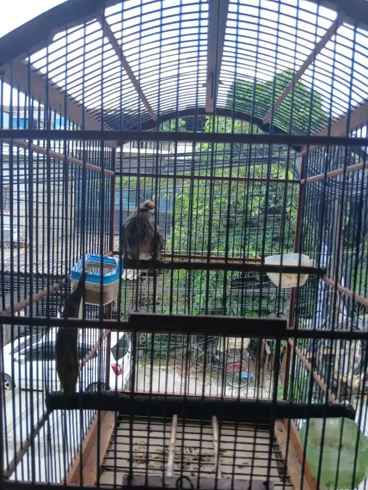 Burung cica rawa