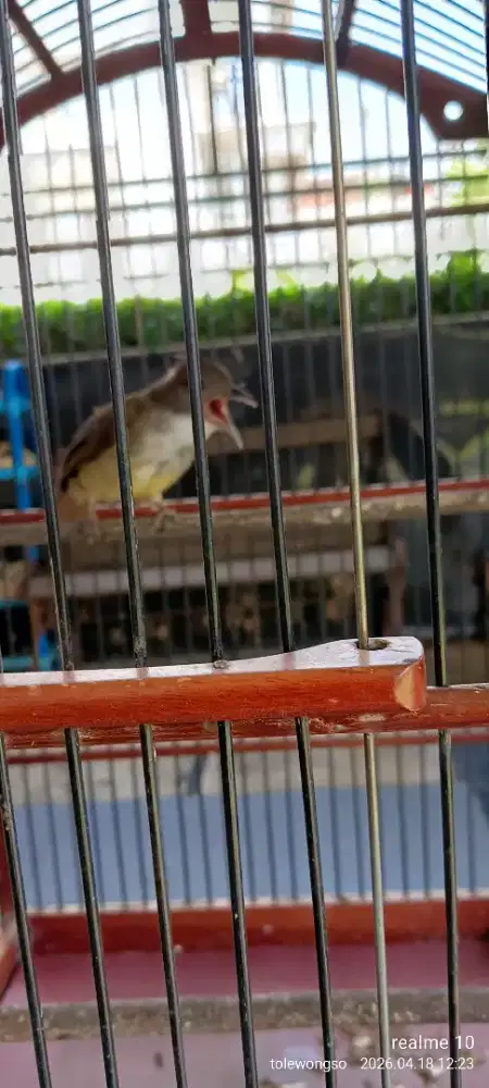 Burung cucak jenggot Jawa gacor jinak