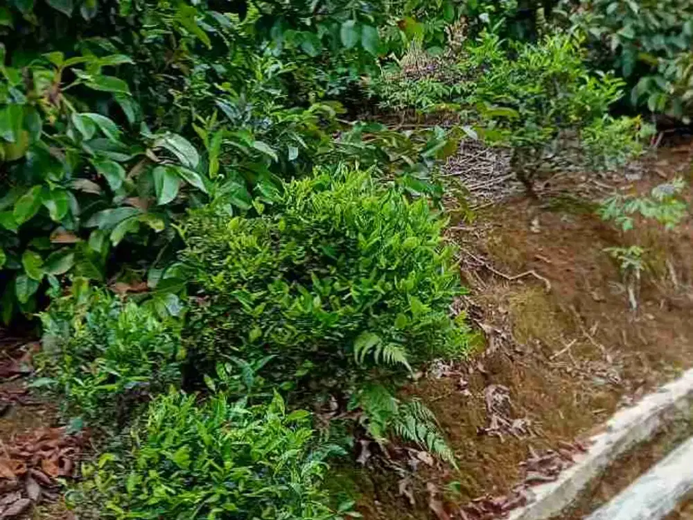 tanah darat kebun manggis produktif