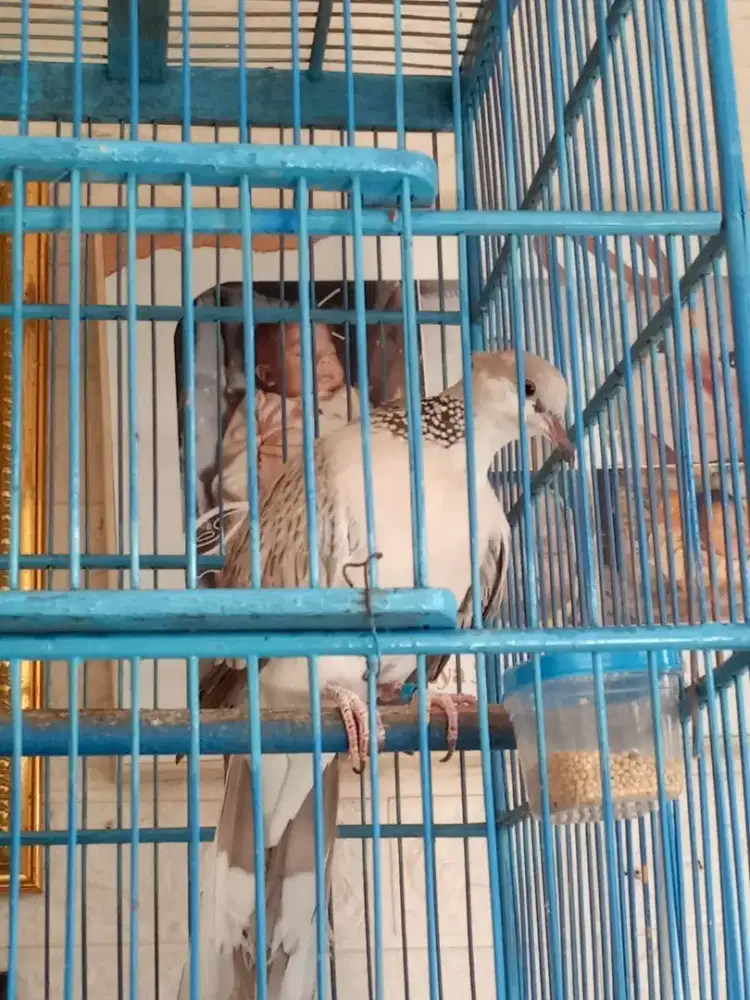 Burung Tikukur leo silver blorok kuk 2 - 3