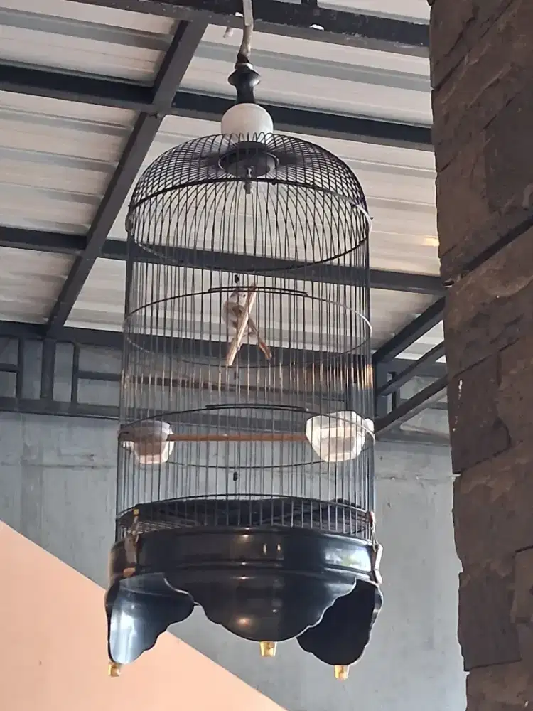 Jual cepat rcdc bali gacor full set