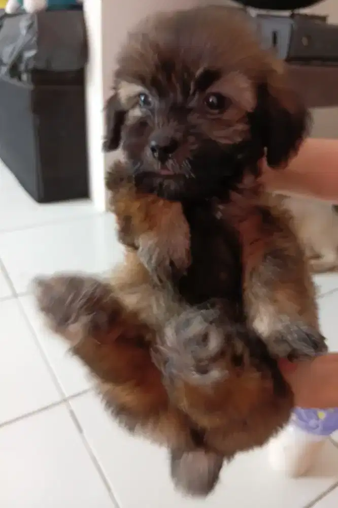 Sitzhu mix kitten 2bln