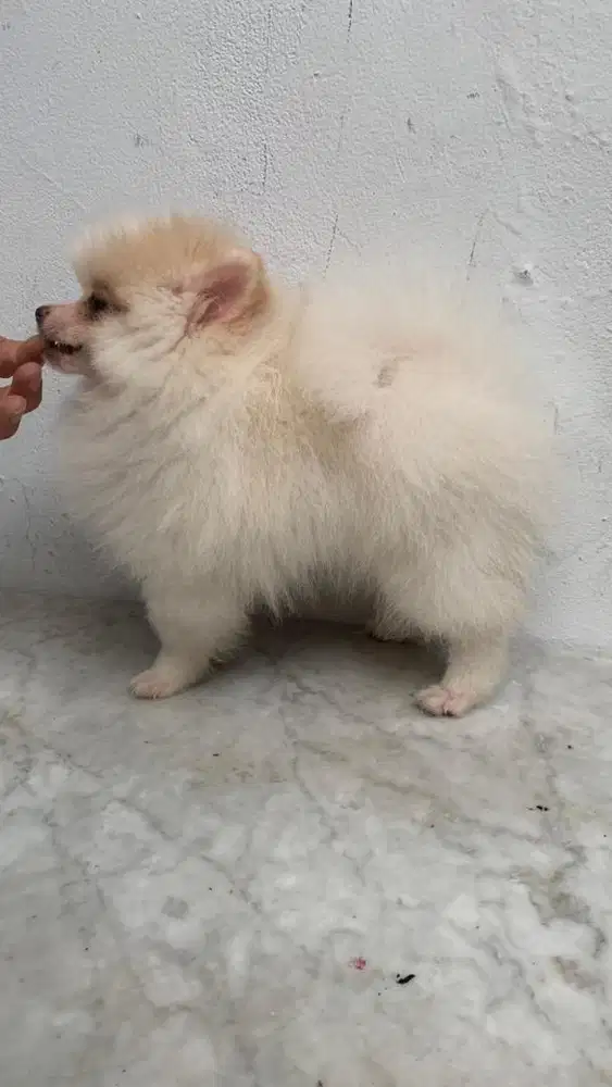 Minipom Jatan dan Betina